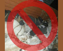 Mangaluru: SSF-Karnataka condemns nationwide ban on cow slaughter